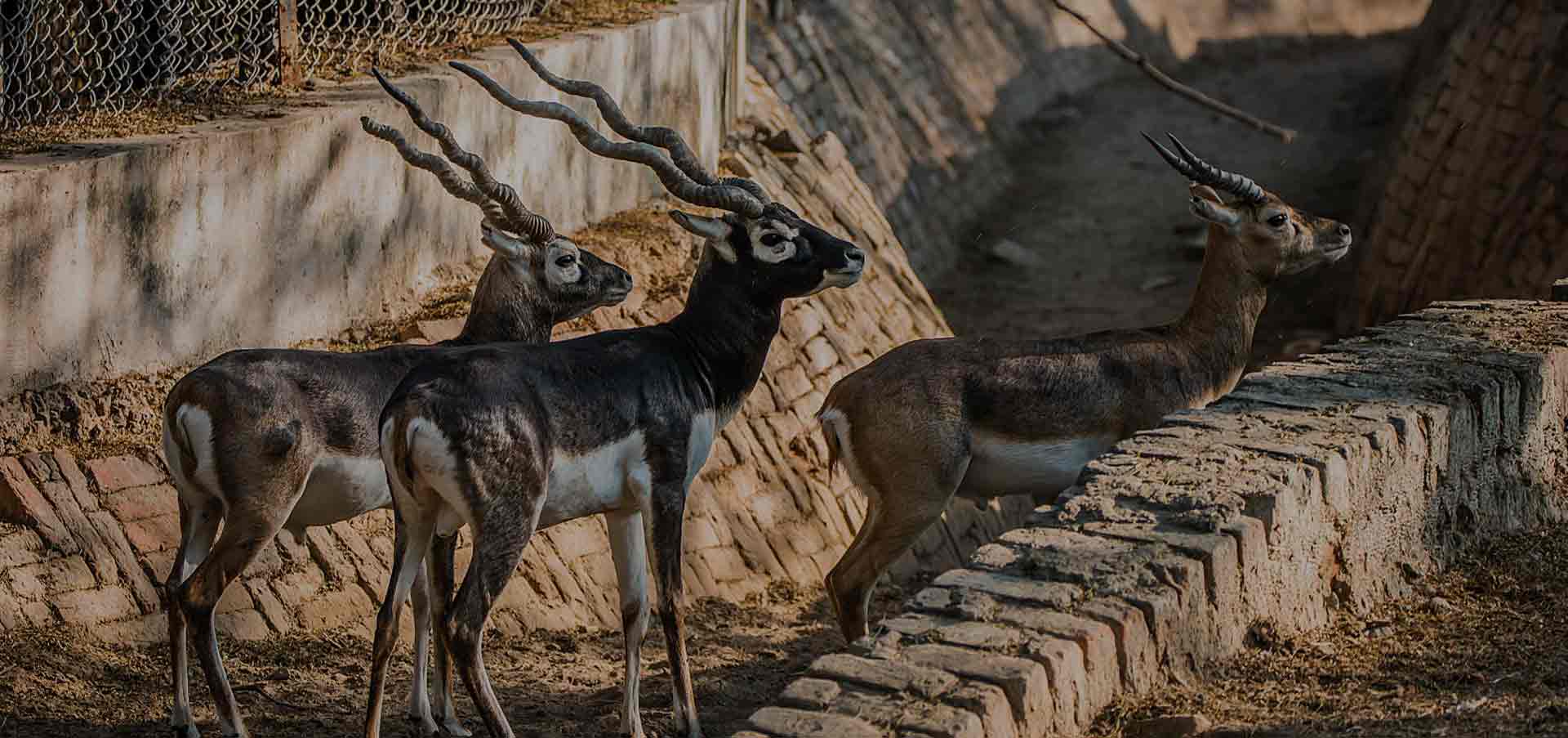 places to visit near zoo delhi