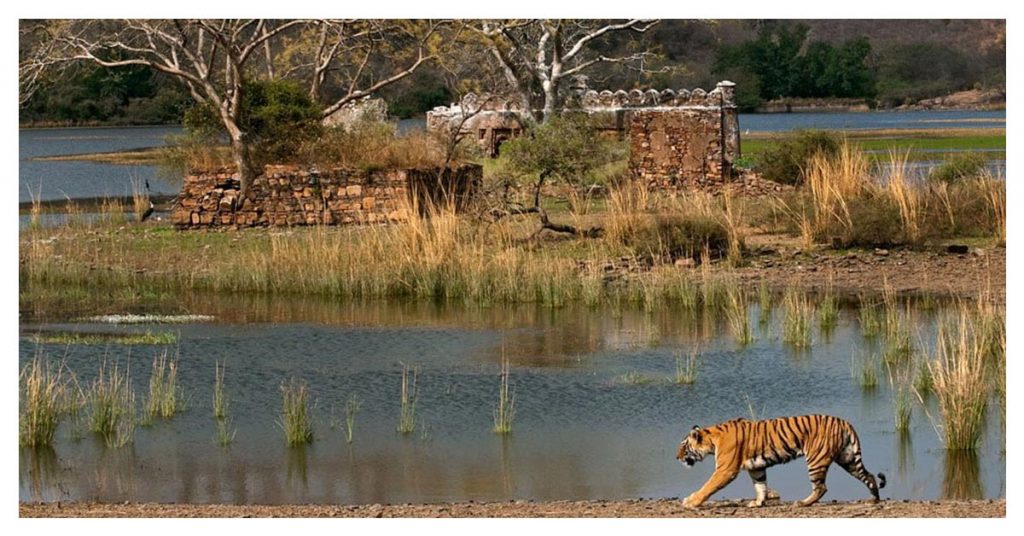 Ranthambore