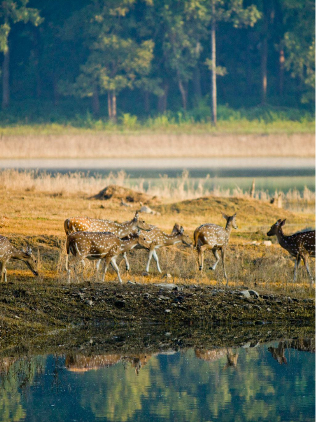 pench-national-park-travel-guide-tripnomadic