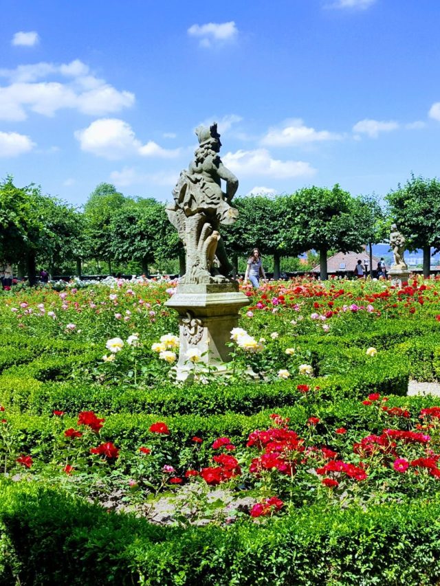 Government Center Rose Garden in downtown Boston - Tripnomadic