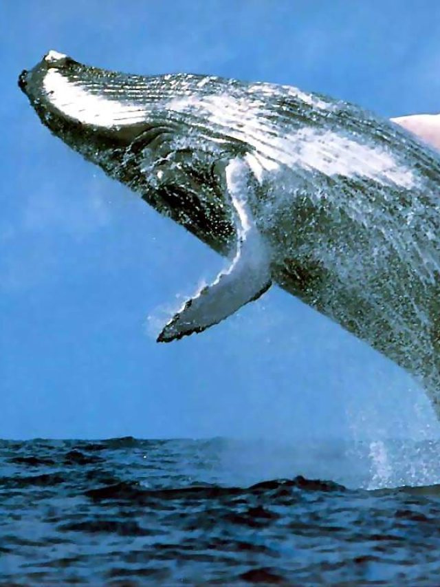 Get a chance to watch whales Tripnomadic