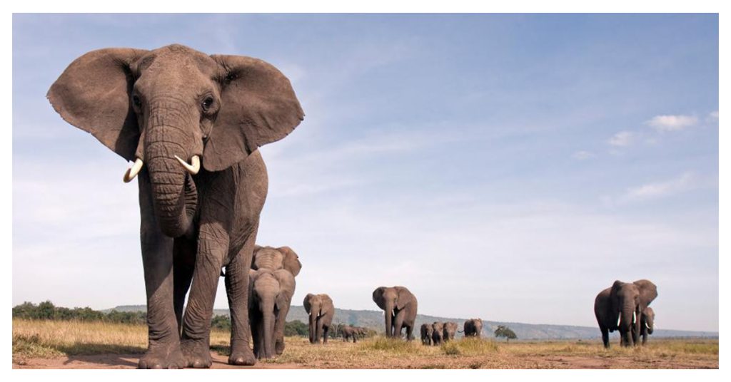 African Elephants