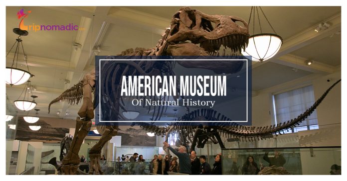 American Museum Of Natural History