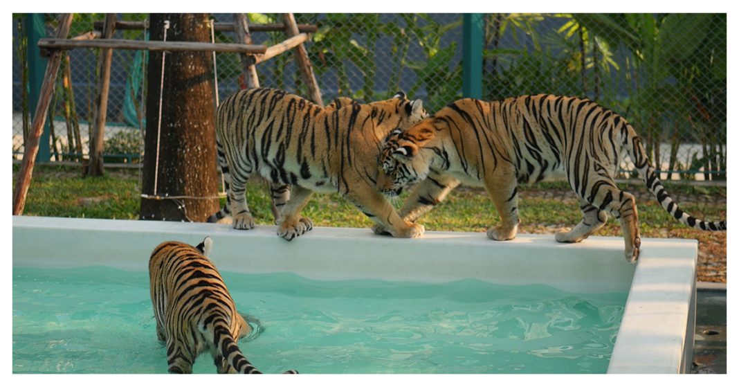 Pattaya Tiger Park - Everything You Need To Know Before You Go