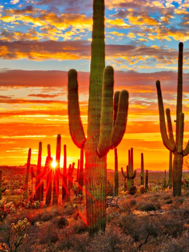 6 Charming Places To Visit In Phoenix, Arizona - Tripnomadic