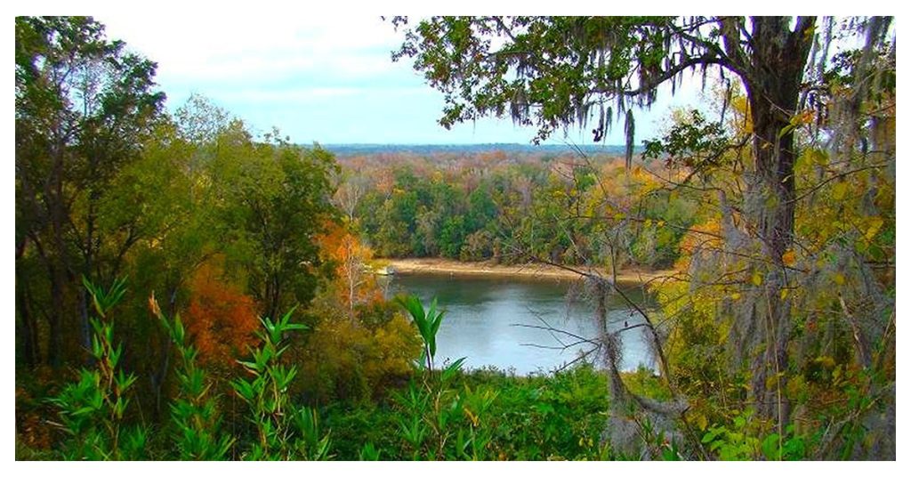 Natural Beauty at Torreya State Park