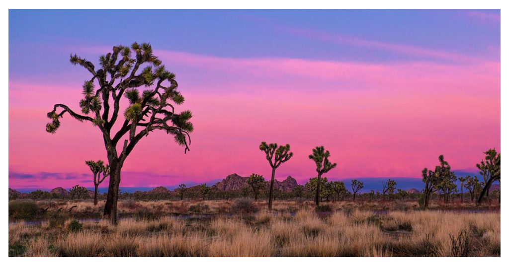 Joshua Tree National Park