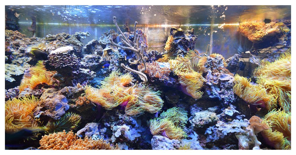 Kavaratti and its marine aquarium