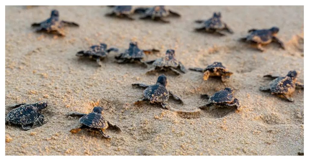 Spot sea turtles nesting