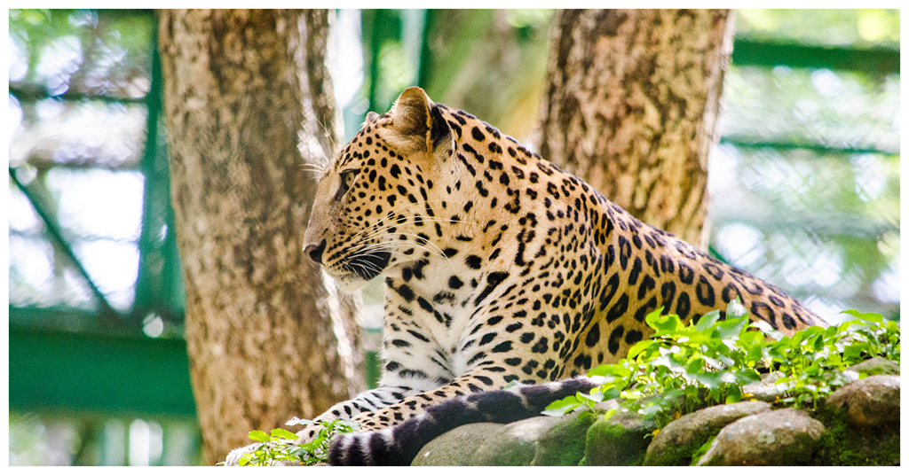 See the Animals at Bannerghatta National Park