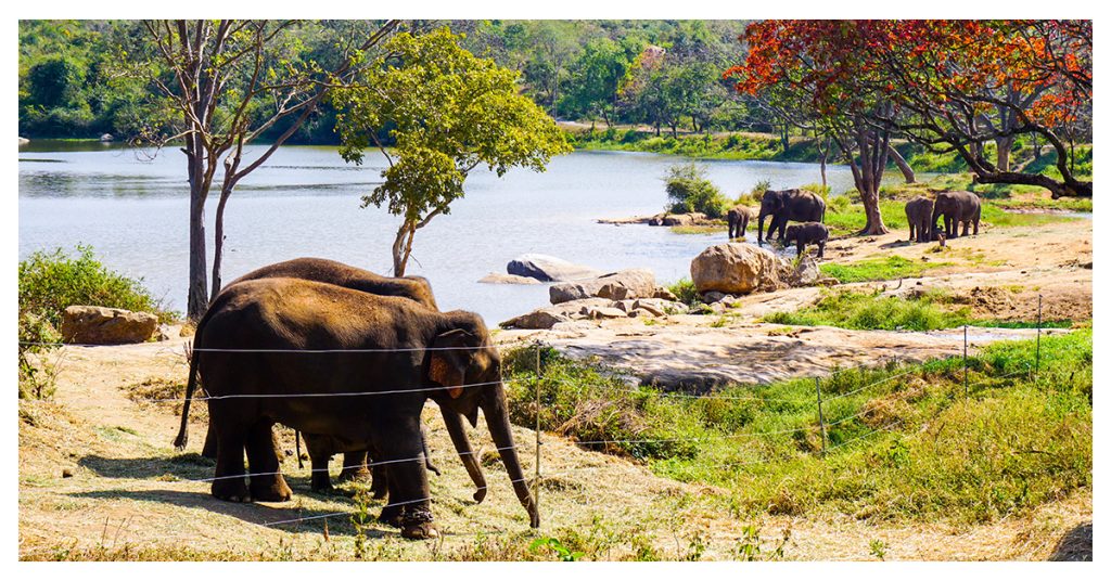 Bannerughatta Biological Park