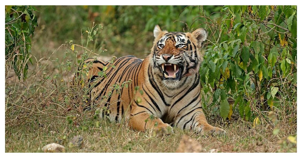 Sariska Tiger Reserve