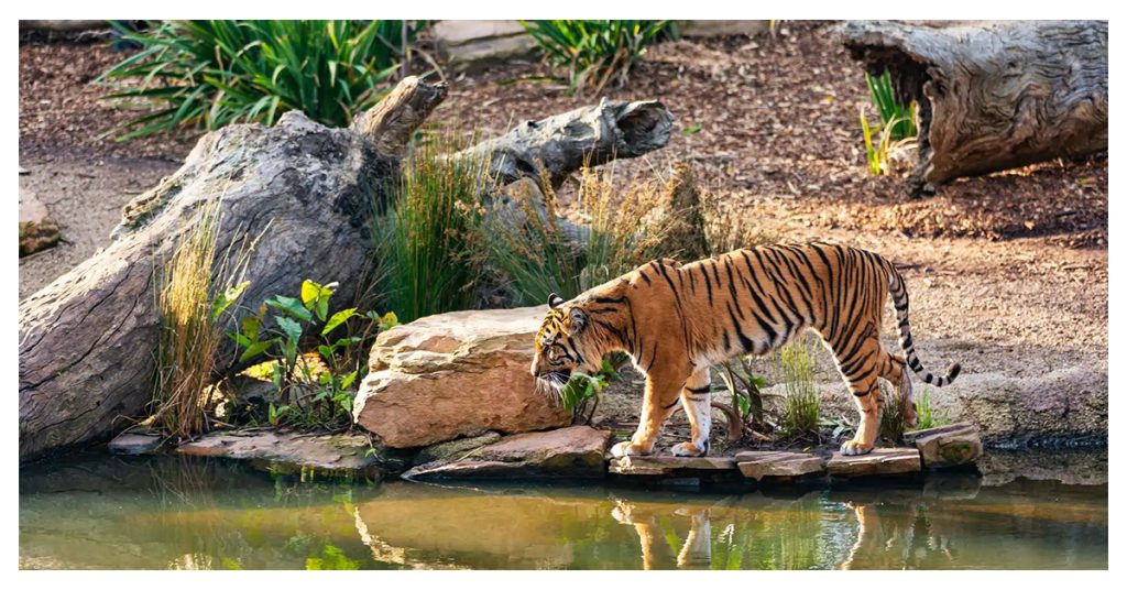 Wildlife in Sundarbans
